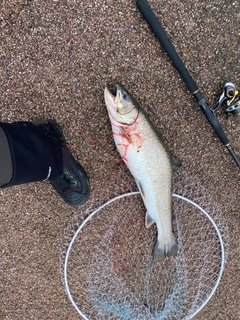 アメマスの釣果