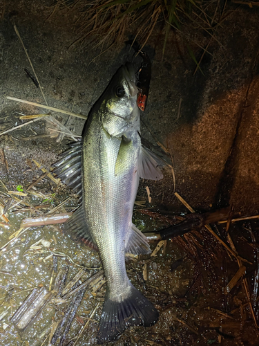 セイゴ（マルスズキ）の釣果