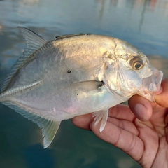 メッキの釣果