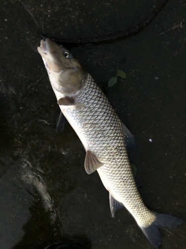 ニゴイの釣果