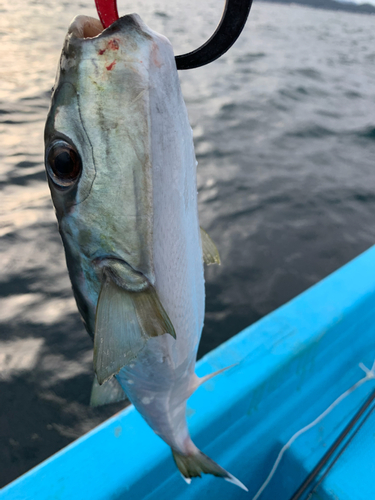 クロサバフグの釣果