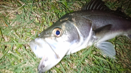 フッコ（マルスズキ）の釣果