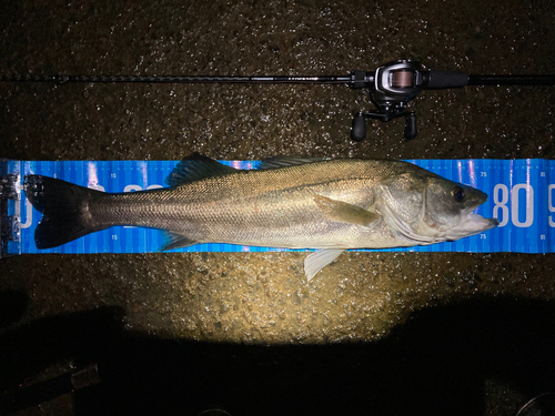 シーバスの釣果