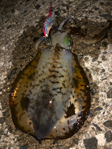 アオリイカの釣果