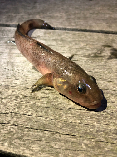 ハゼの釣果