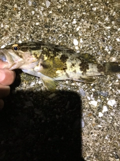 タケノコメバルの釣果