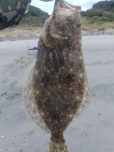 ソゲの釣果