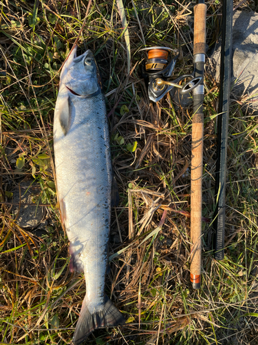 シロザケの釣果