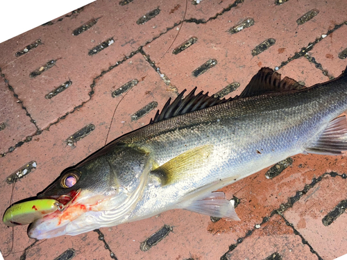 シーバスの釣果