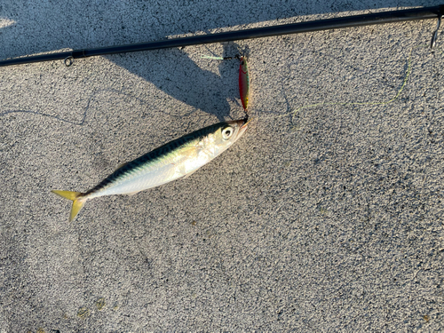 サバの釣果