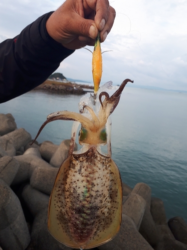 アオリイカの釣果