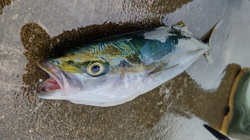 ツバスの釣果