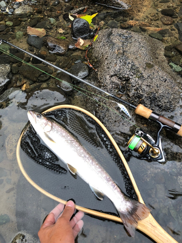 ニジマスの釣果