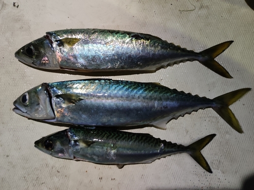 サバの釣果