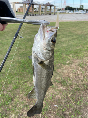 セイゴ（マルスズキ）の釣果