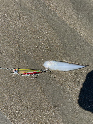 シタビラメの釣果