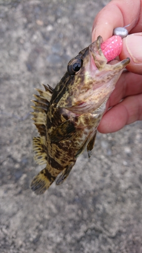 タケノコメバルの釣果