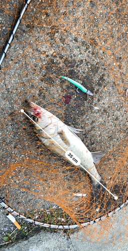 シーバスの釣果