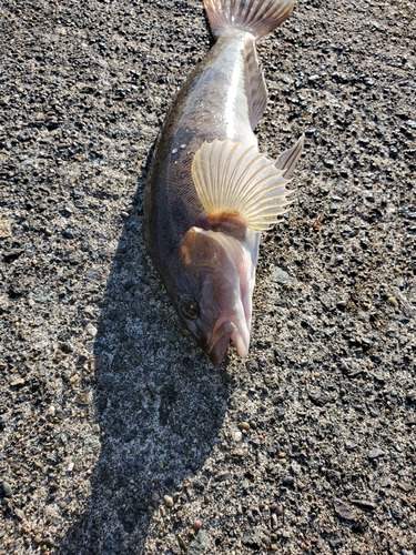 アイナメの釣果