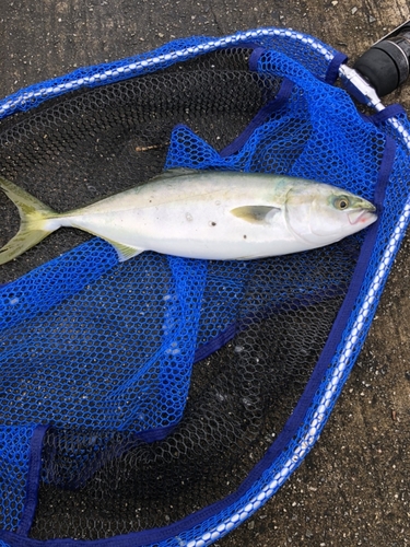 ハマチの釣果