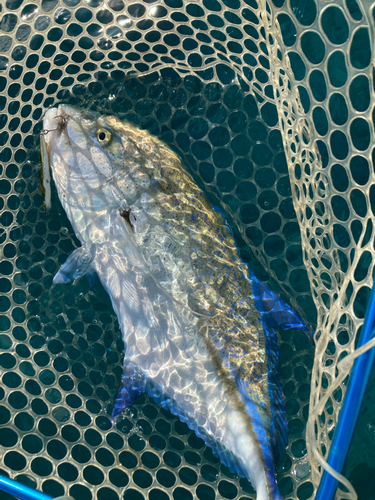 カスミアジの釣果