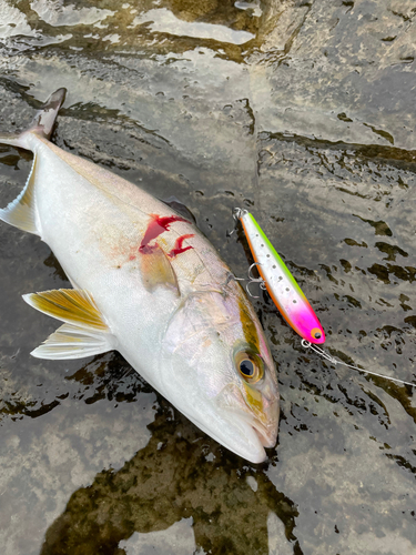 ショゴの釣果