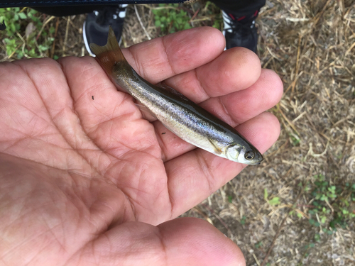 アブラハヤの釣果