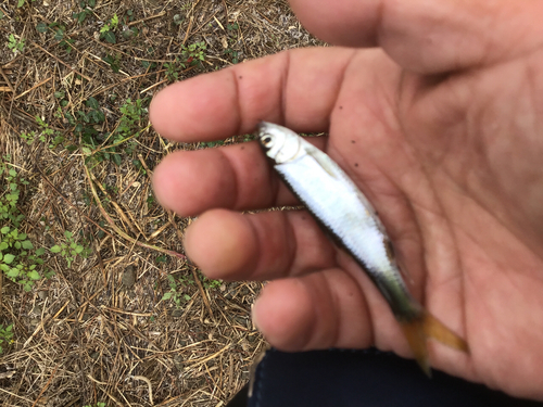 オイカワの釣果