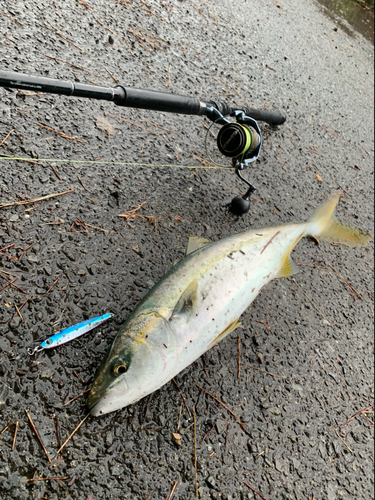 イナダの釣果