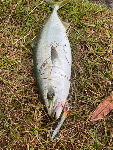 イナダの釣果