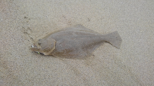 ヒラメの釣果