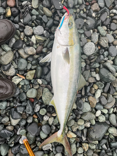 ワラサの釣果