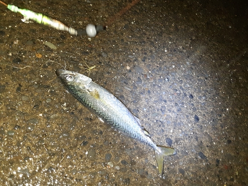 サバの釣果