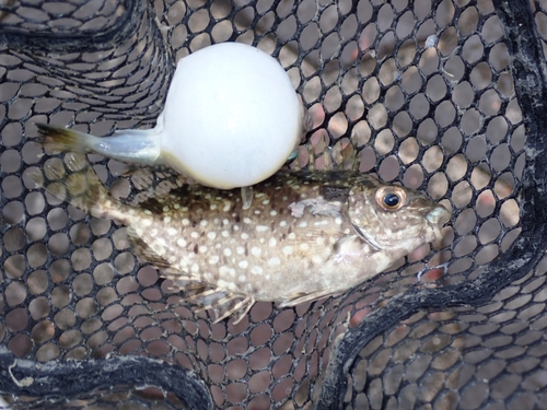 アイゴの釣果