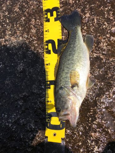 ブラックバスの釣果