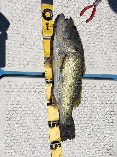 ブラックバスの釣果