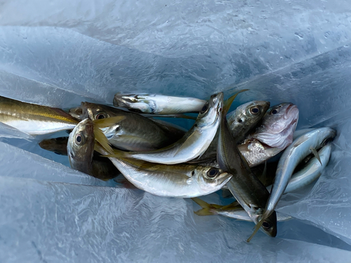 アジの釣果