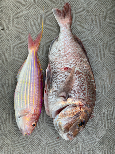 マダイの釣果