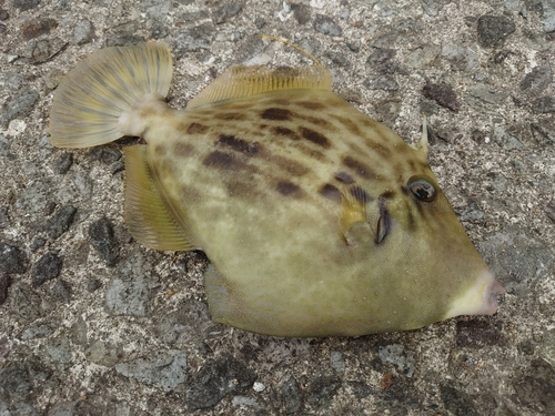 カワハギの釣果