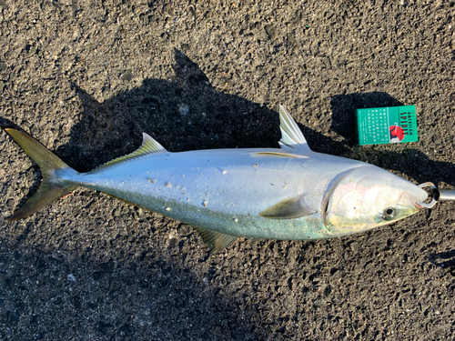 メジロの釣果