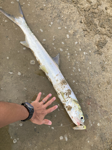 カライワシの釣果