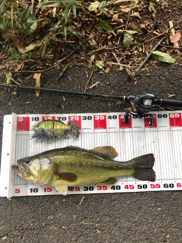 ブラックバスの釣果