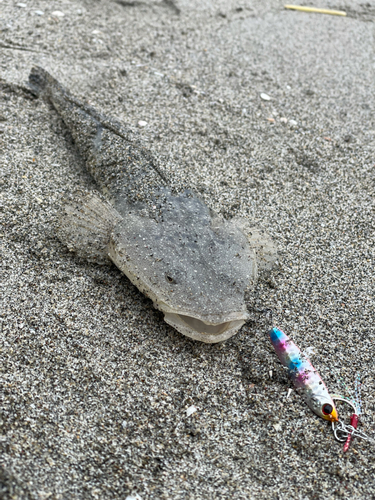 マゴチの釣果