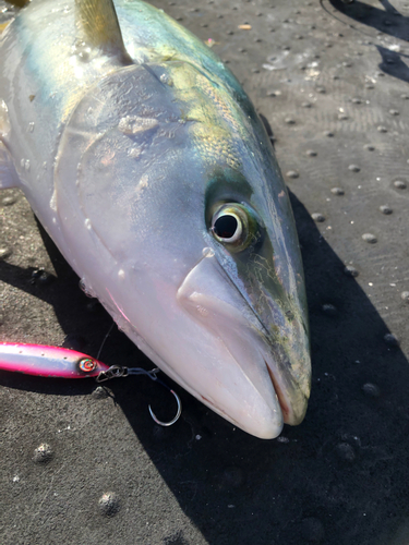 メジロの釣果