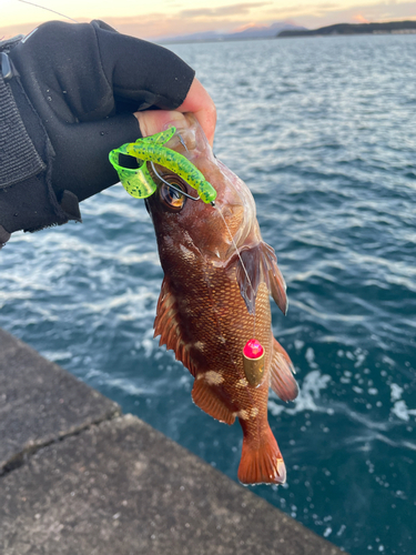 エゾメバルの釣果