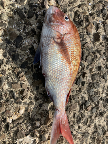 マダイの釣果