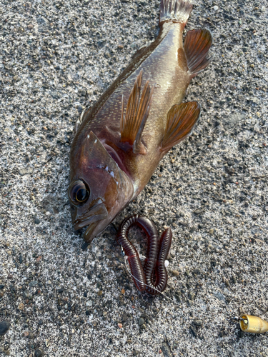 エゾメバルの釣果