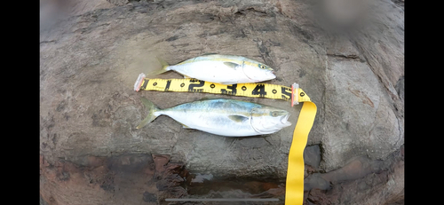 イナダの釣果