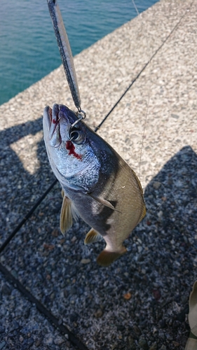 シログチの釣果