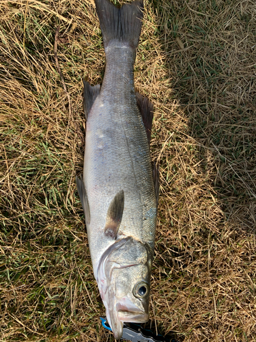 ヒラスズキの釣果